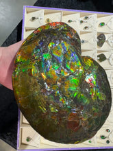 Load and play video in Gallery viewer, AAA+ Alberta Ammonite specimen

