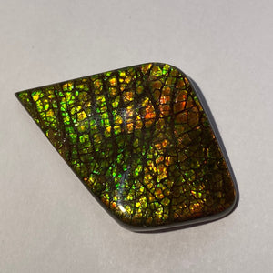 Beautiful multicoloured dragonskin free form ammolite gemstone 50x34 mm