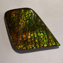 Load image into Gallery viewer, Beautiful multicoloured dragonskin free form ammolite gemstone 50x34 mm
