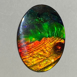 AAA+ ammolite calibrated cabochon. Beautiful blue, green, gold and red colours. 30x 22 mm low dome quartz cap